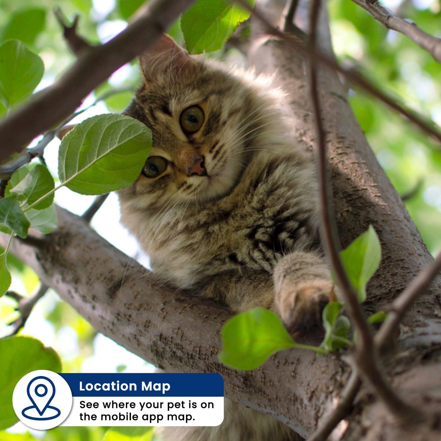 Pets GPS Tracker